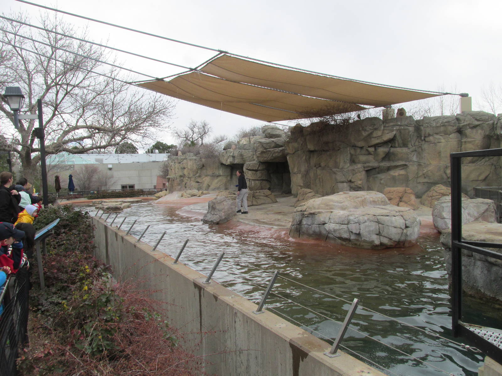 California Sea Lion Pool