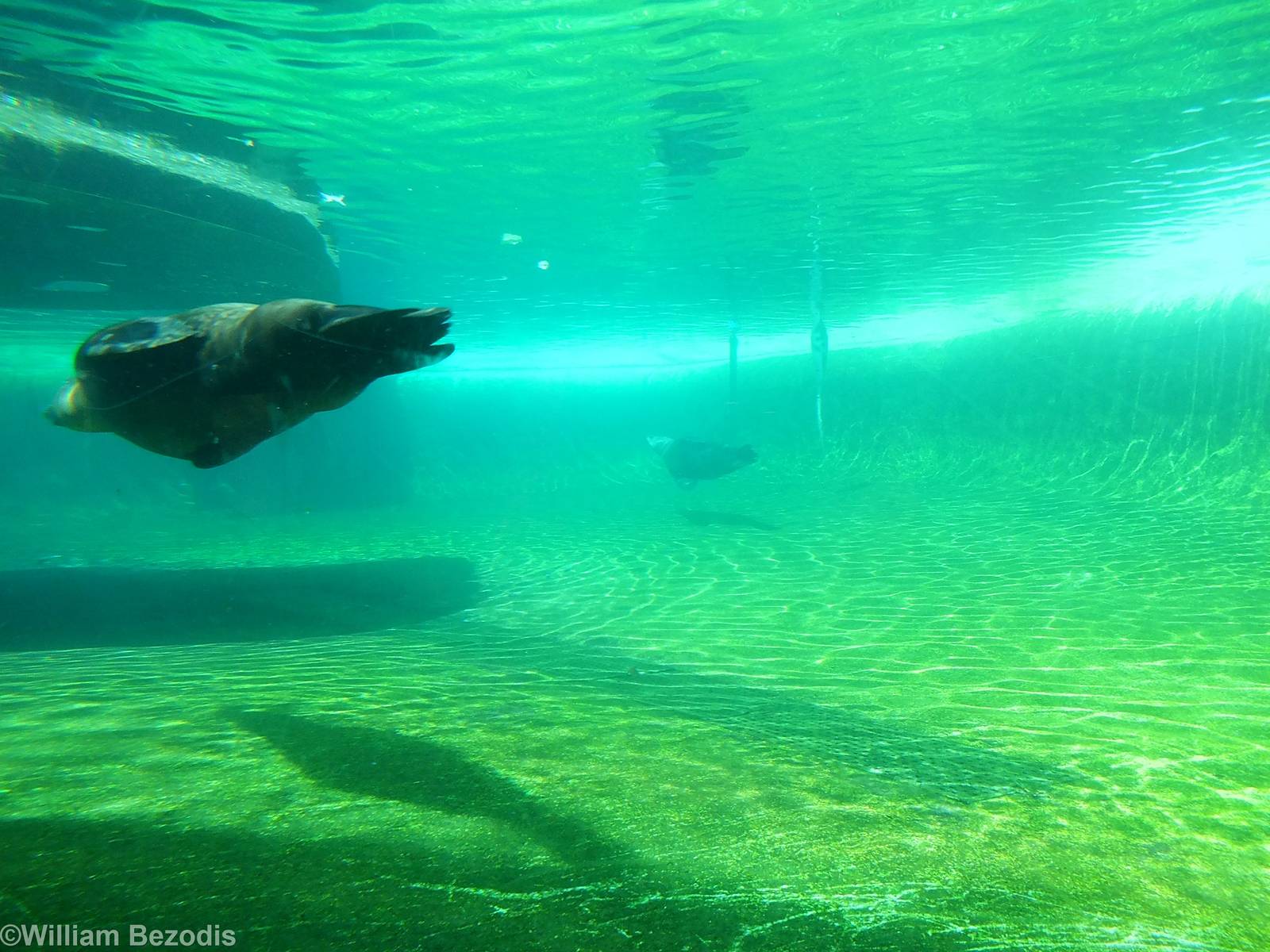 California Sea Lion Pool