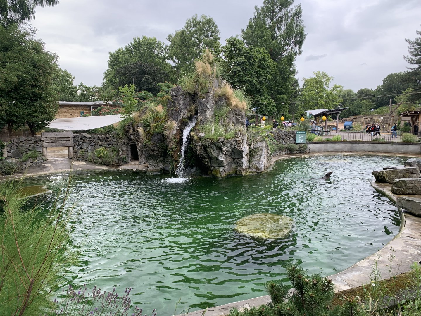 California sea lion pool
