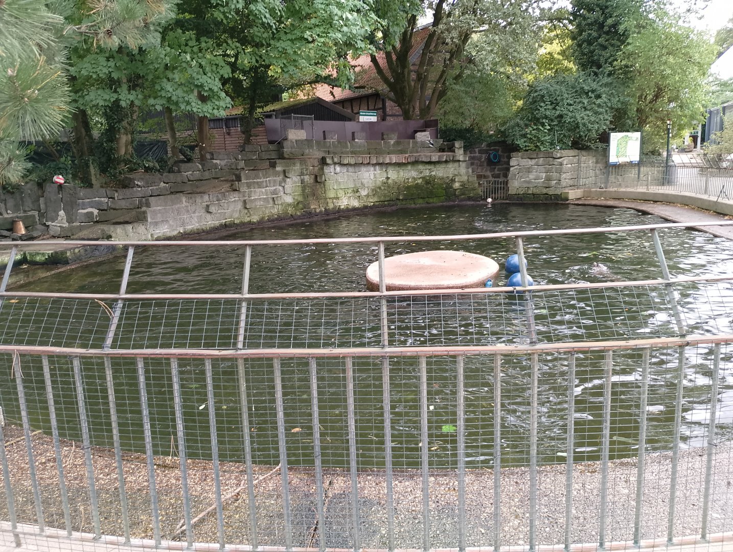 California sea lion pool
