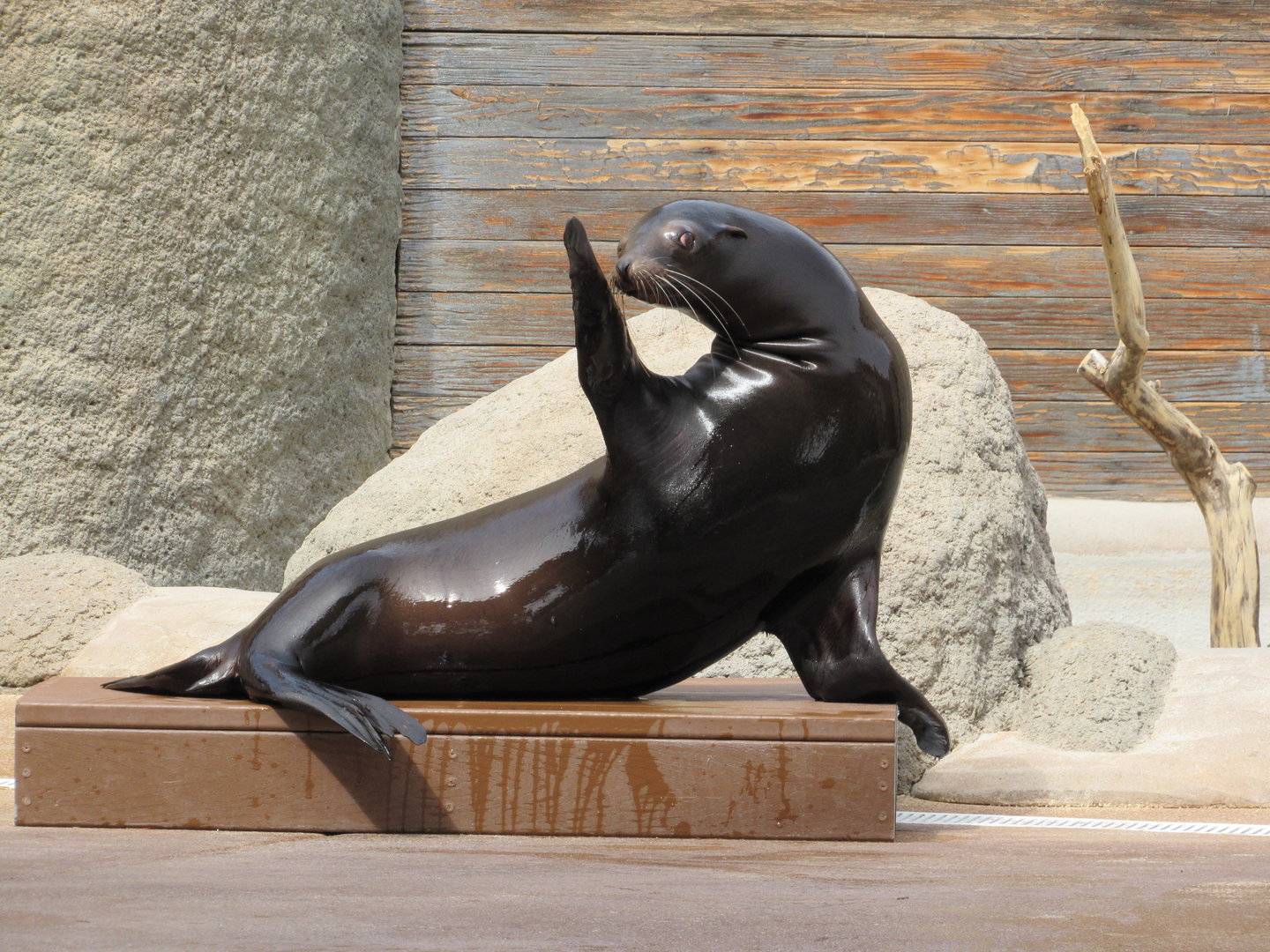 California Sea Lion posing during a show - 3/6/23