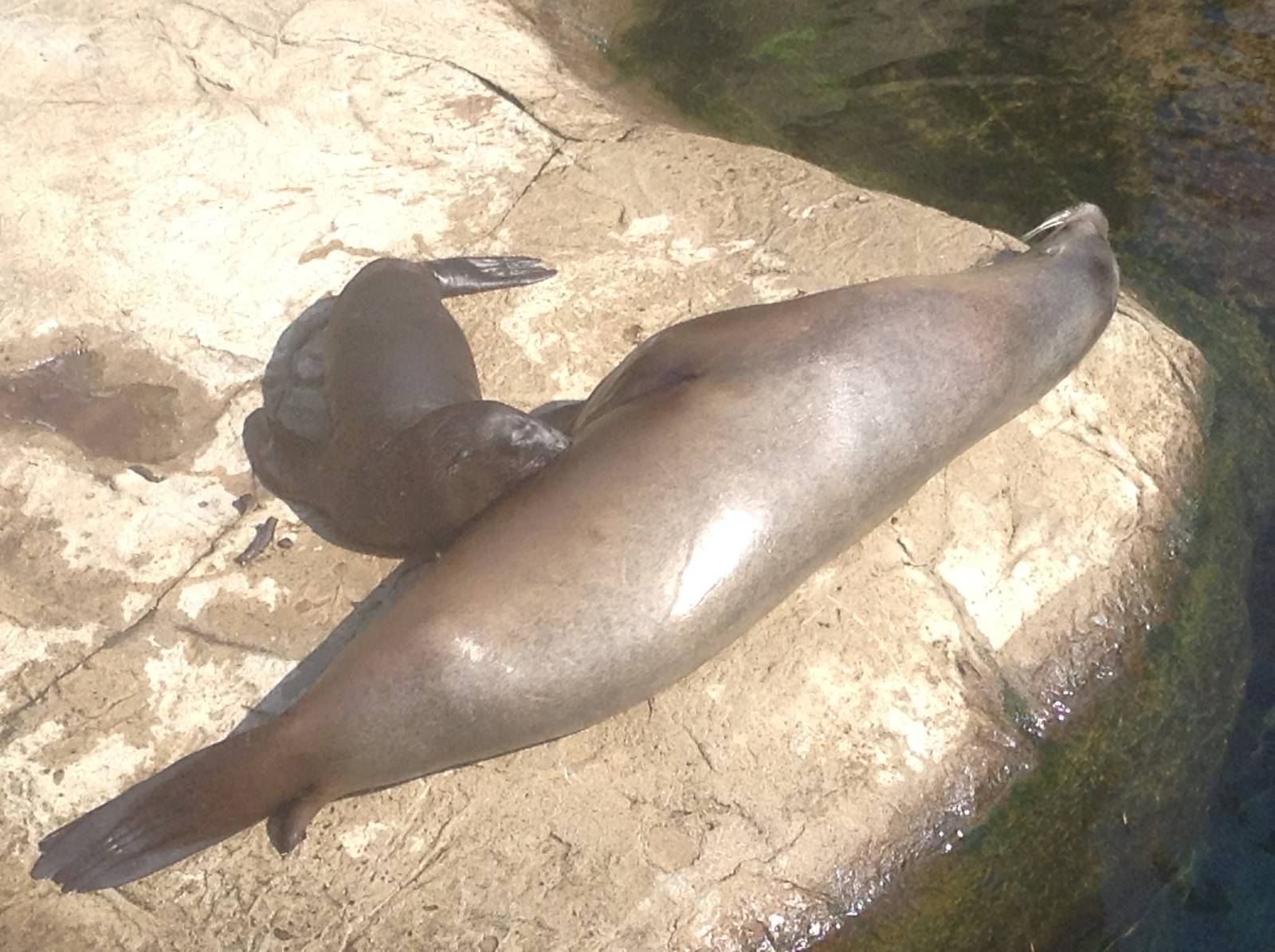 California Sea Lion Pup Suckling