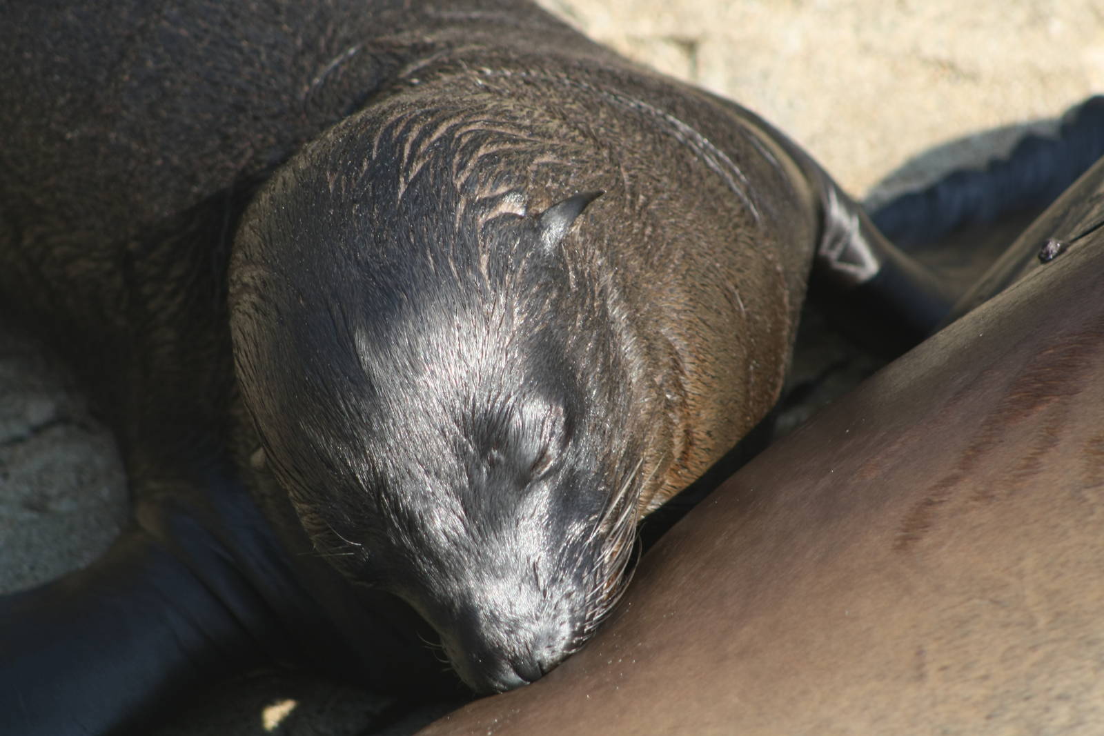 California Sea Lion Pup Suckling.