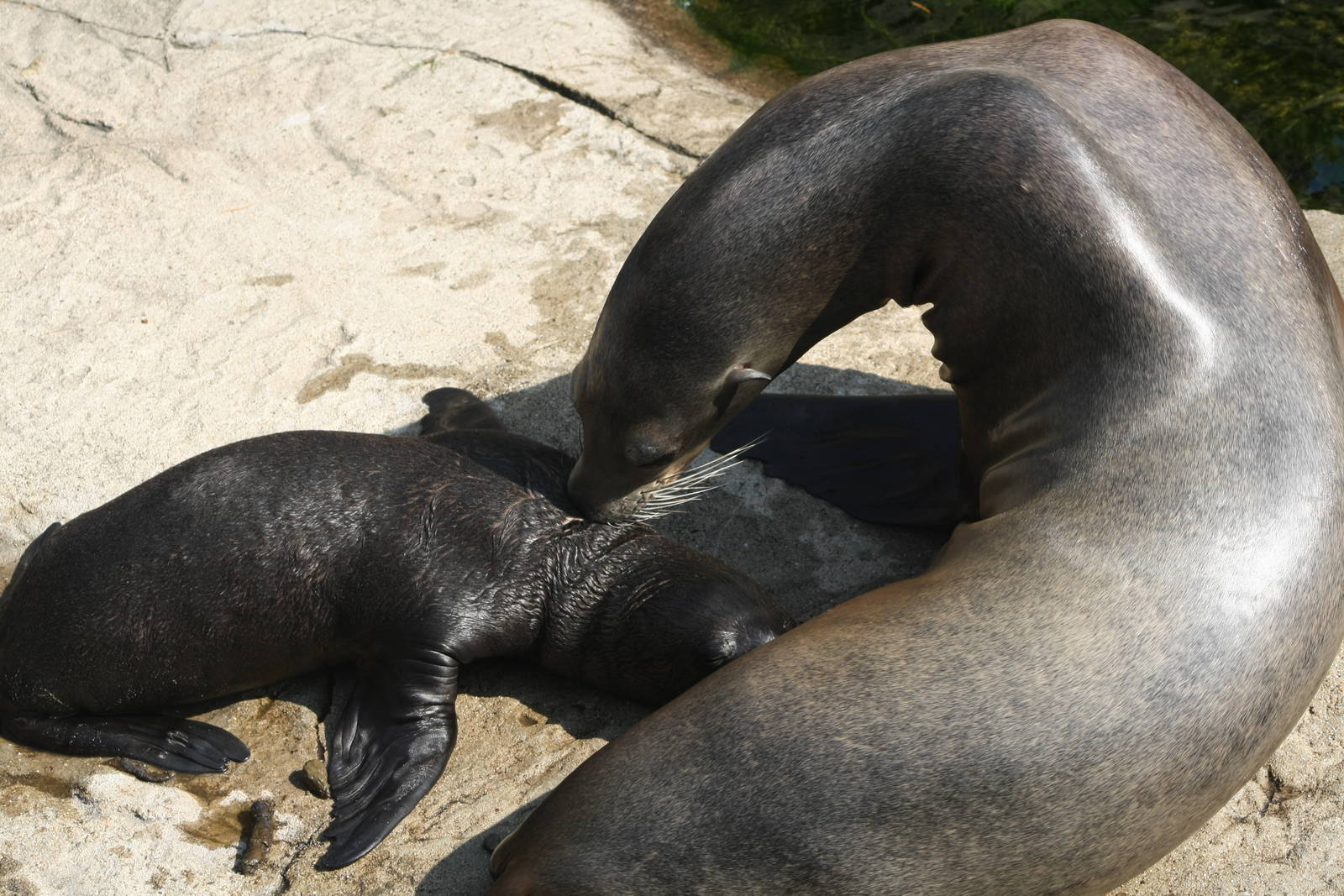 California Sea Lion Pup Suckling