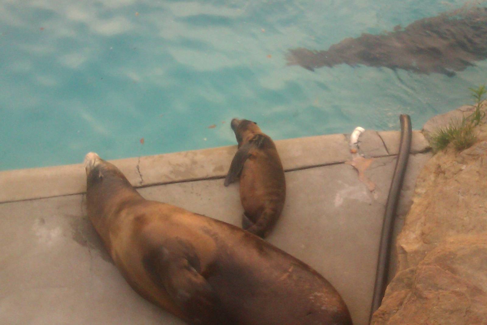 California Sea Lion Pup with Mom