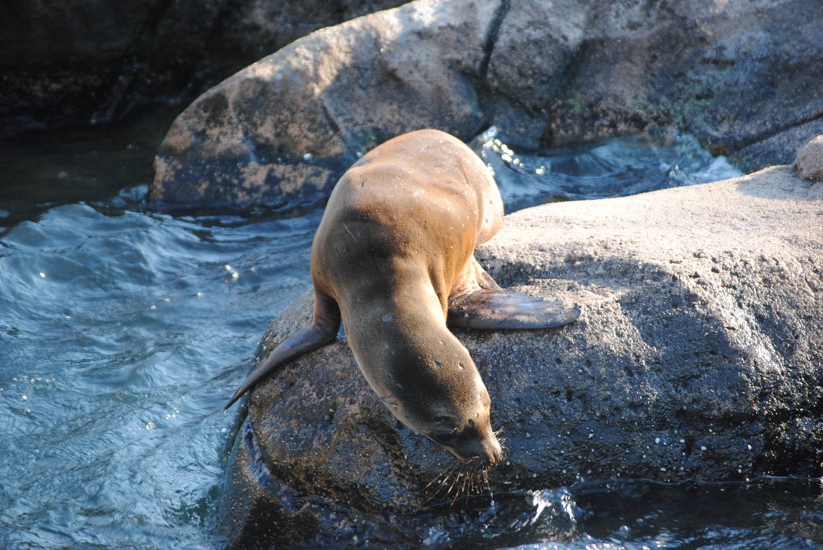 California Sea Lion Pup