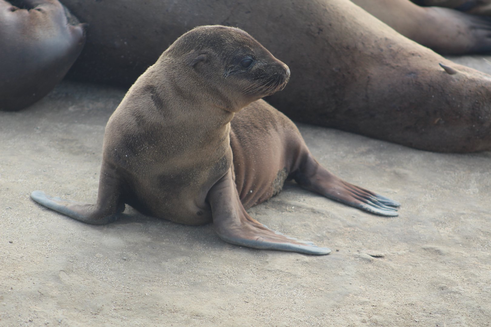 California sea lion pup