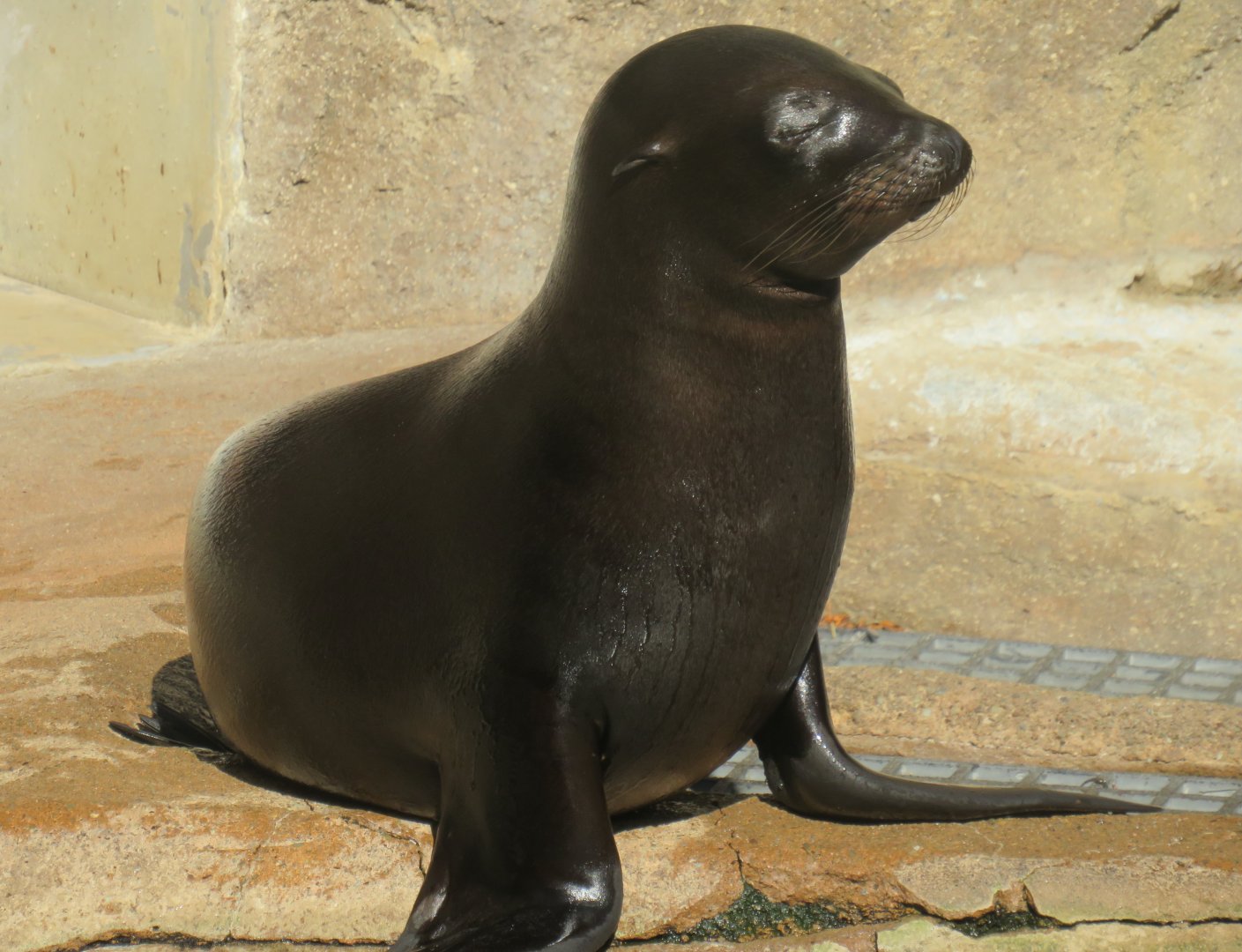 California sea lion pup