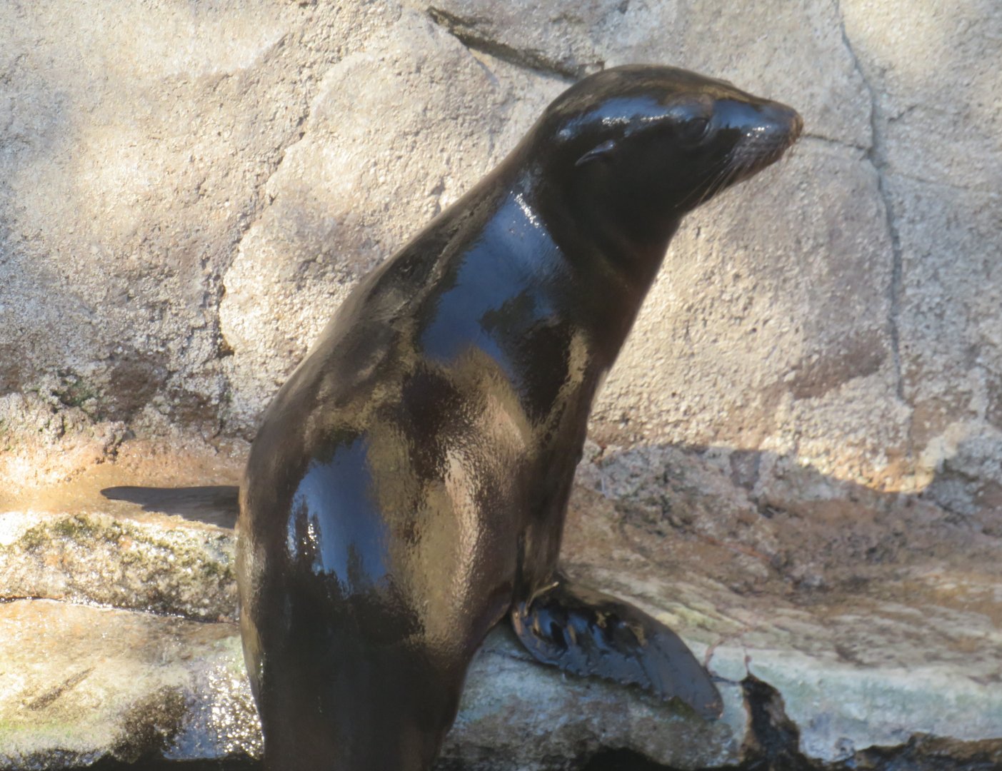 California sea lion pup