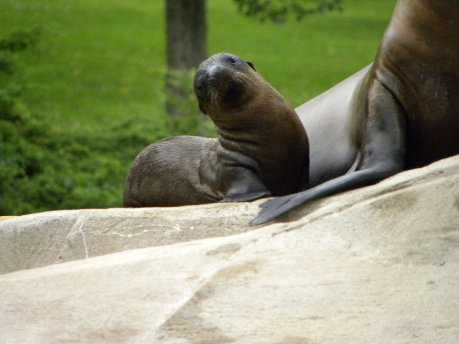 california sea lion pup