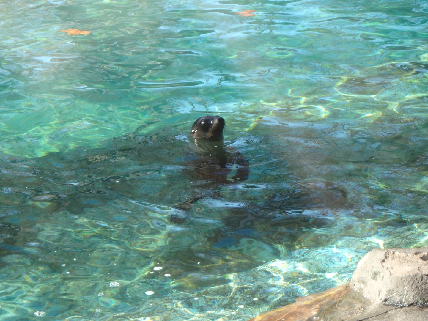 California sea lion pup
