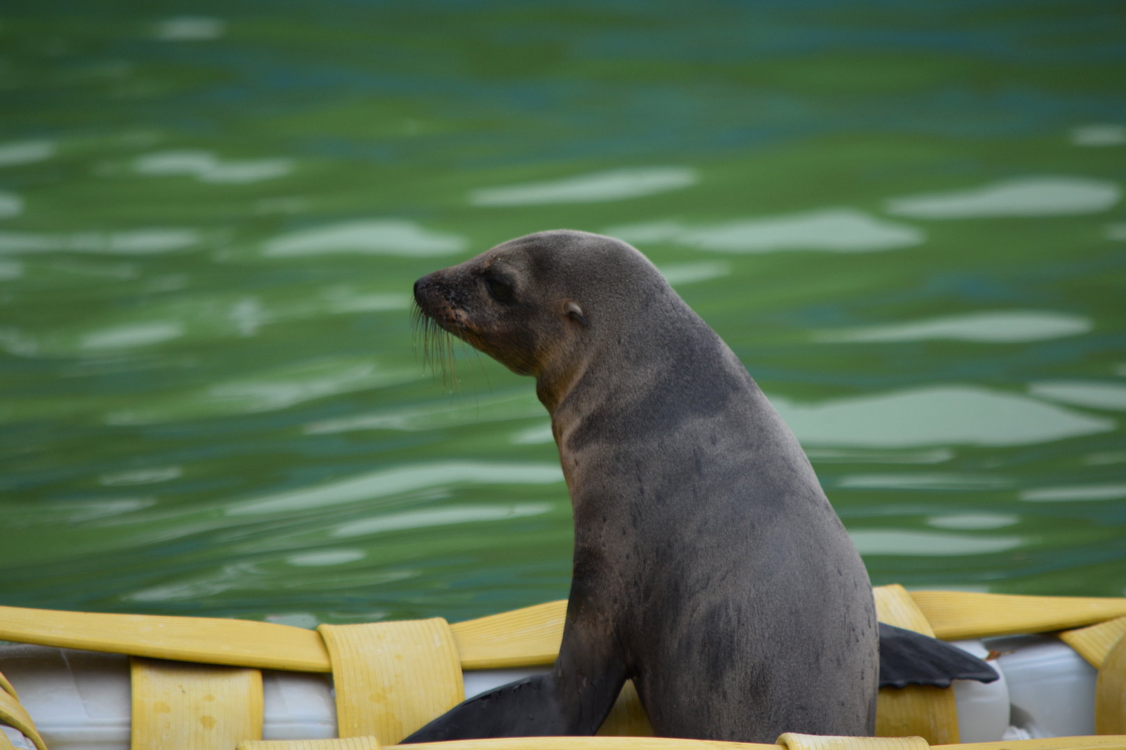 California sea lion pup