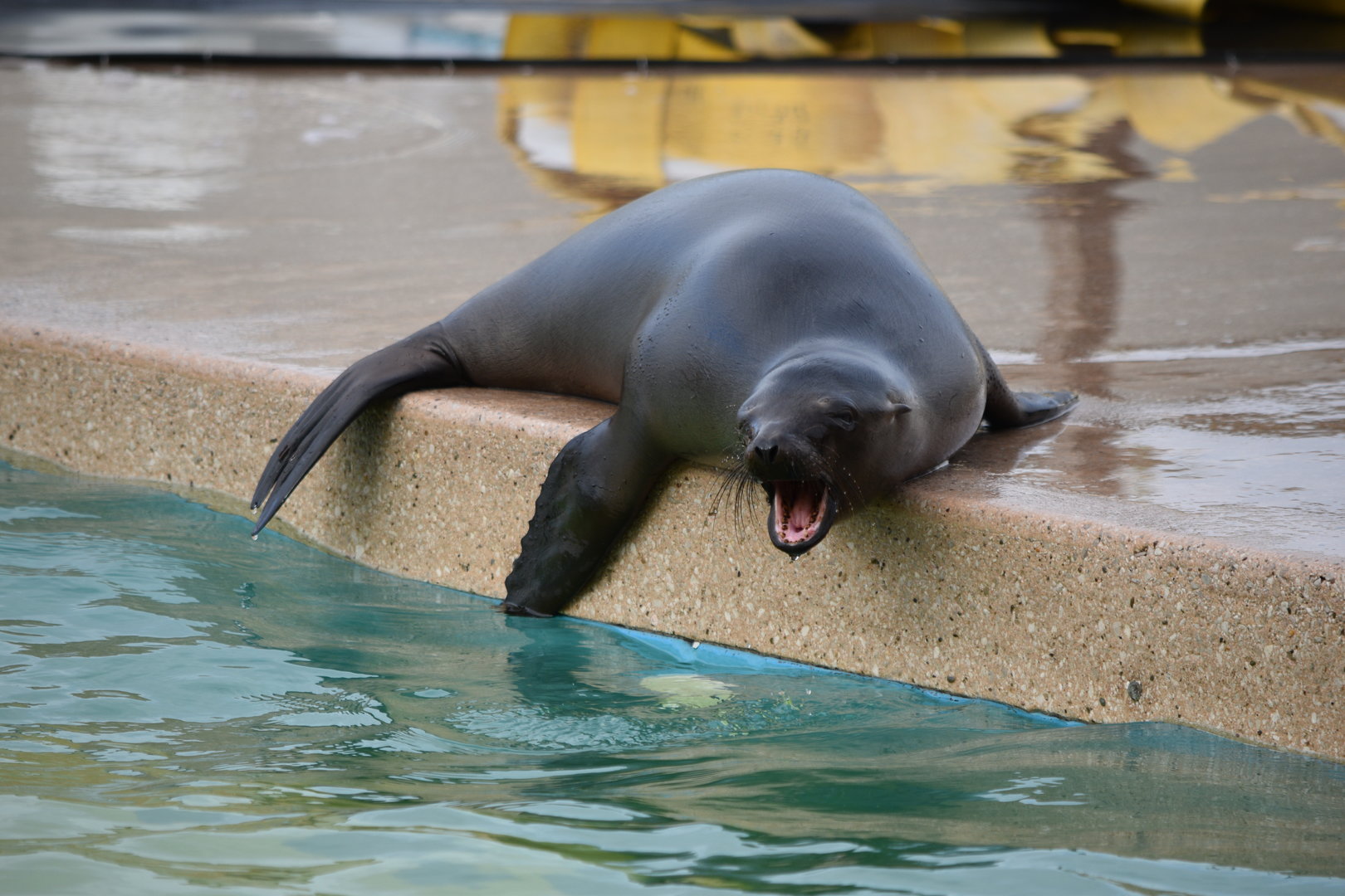 California Sea Lion pup