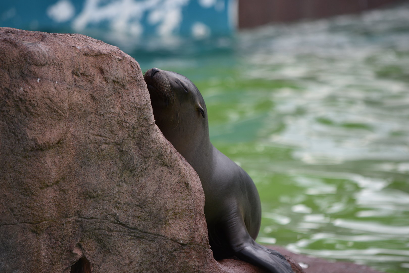 California Sea Lion pup