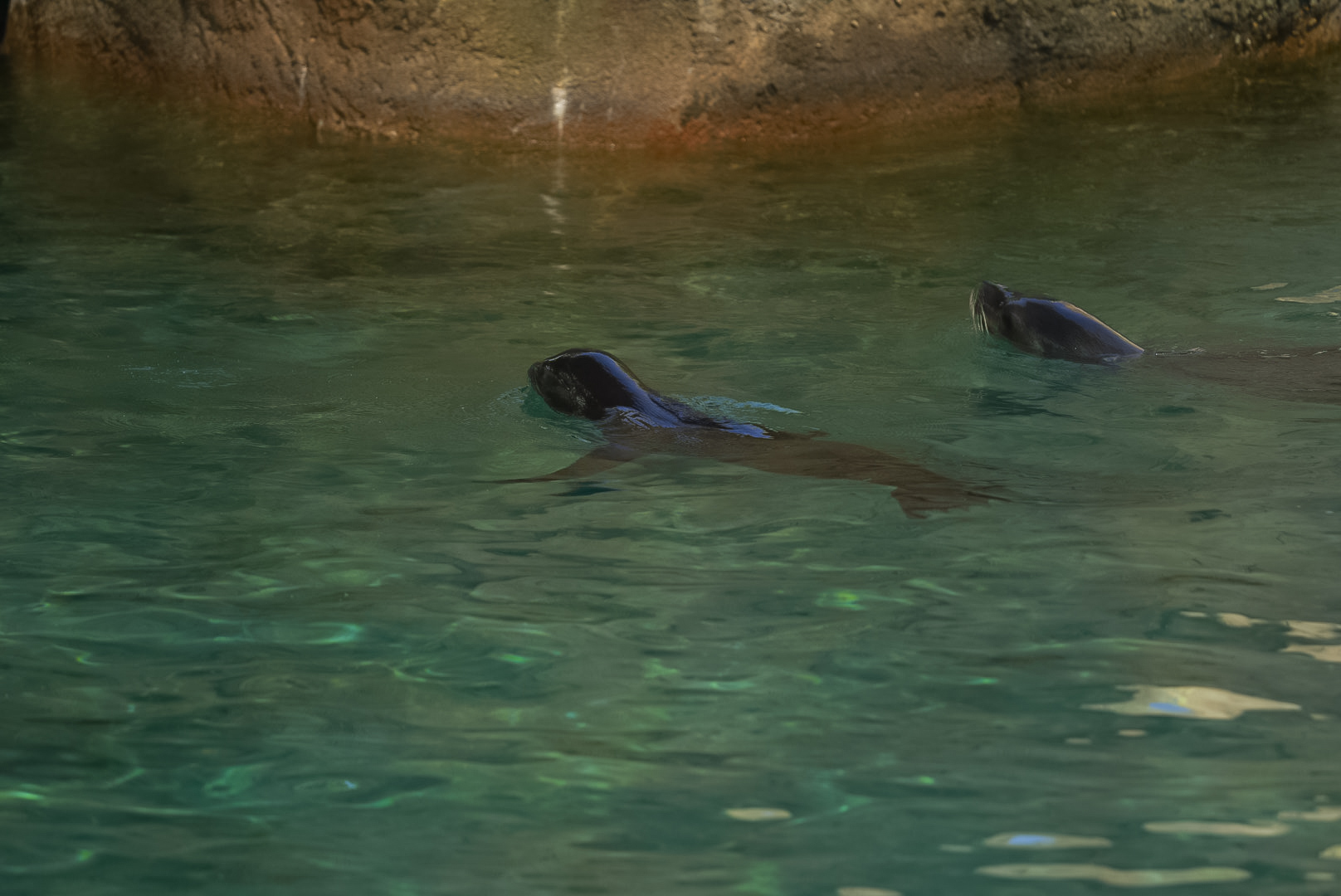 California Sea Lion Pup