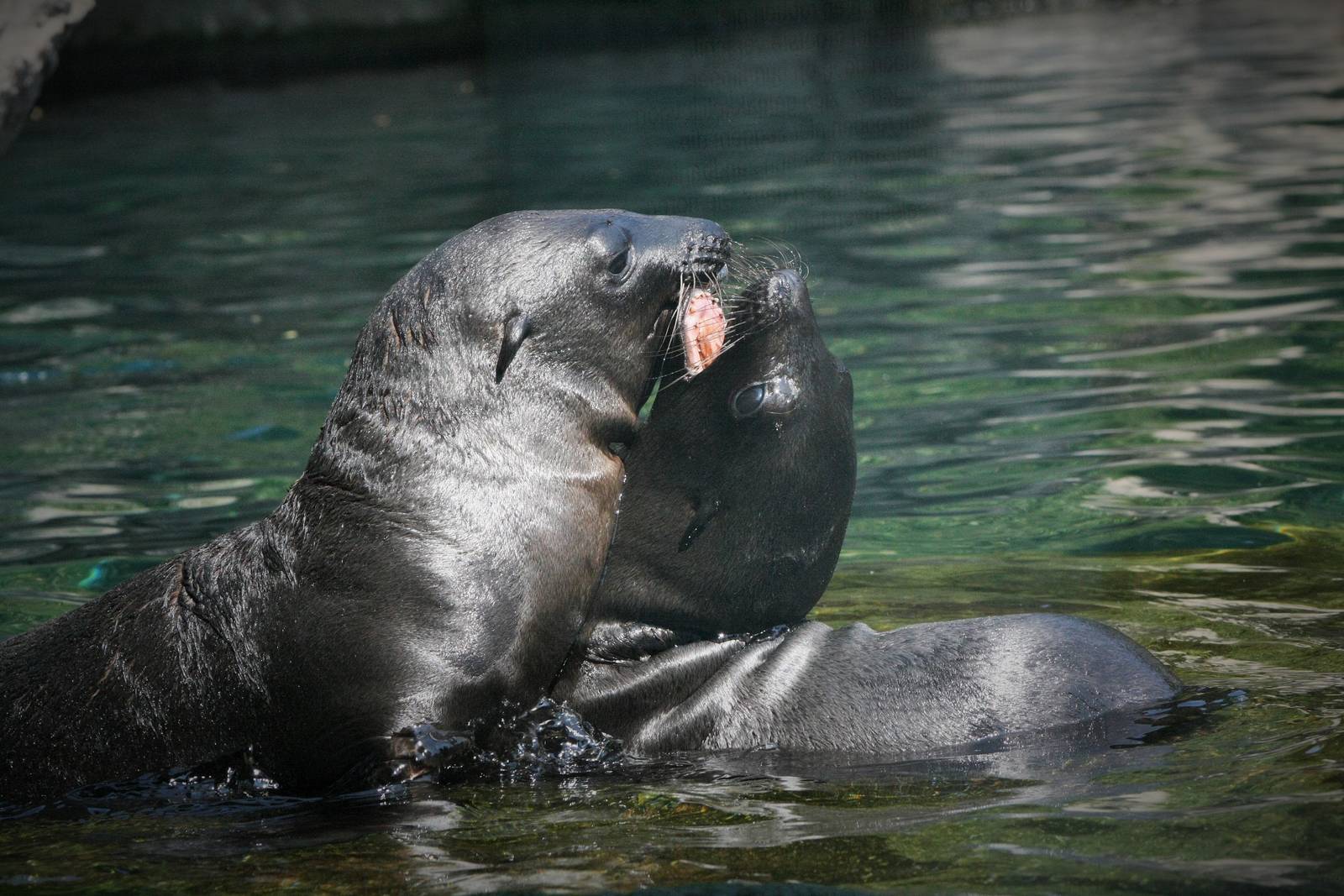 California Sea Lion Pups Playing