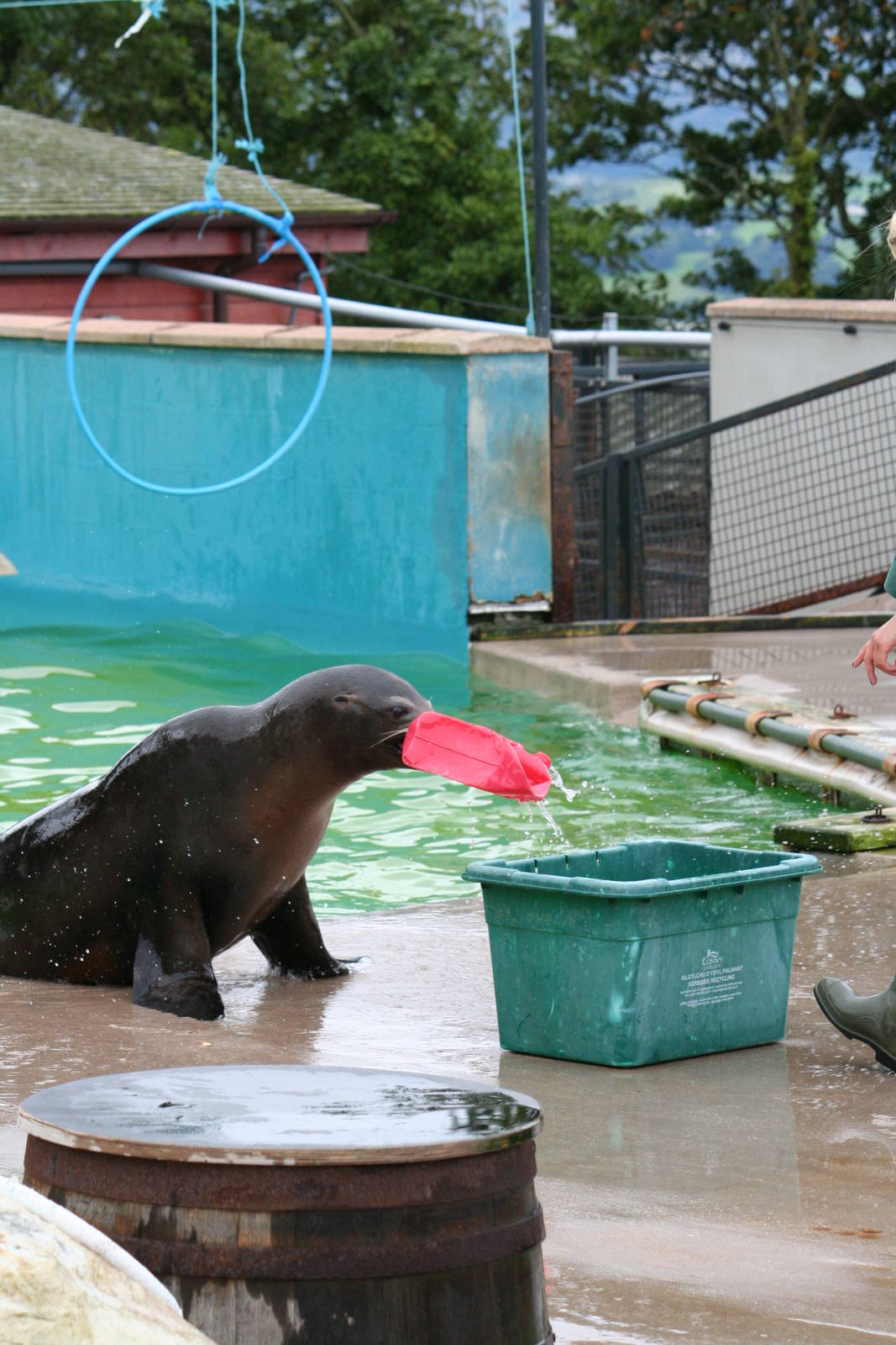 California sea lion 'recycling'