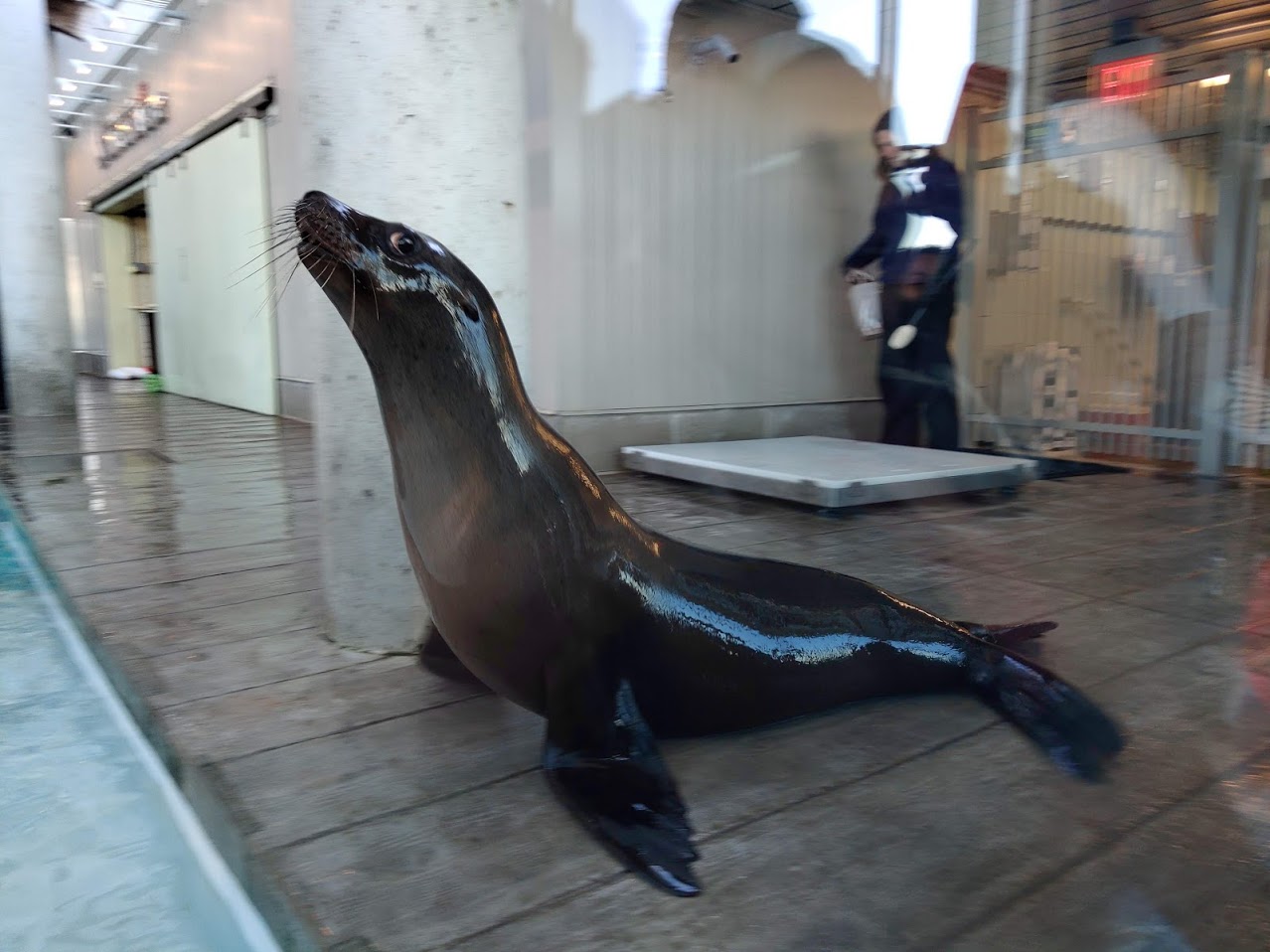 California sea lion - Ron