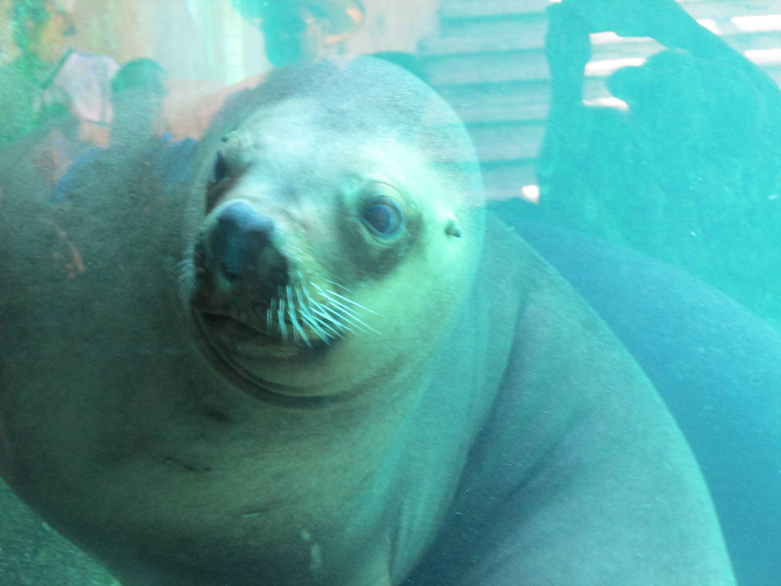 california sea lion san juan de aragon zoo underwater viewing