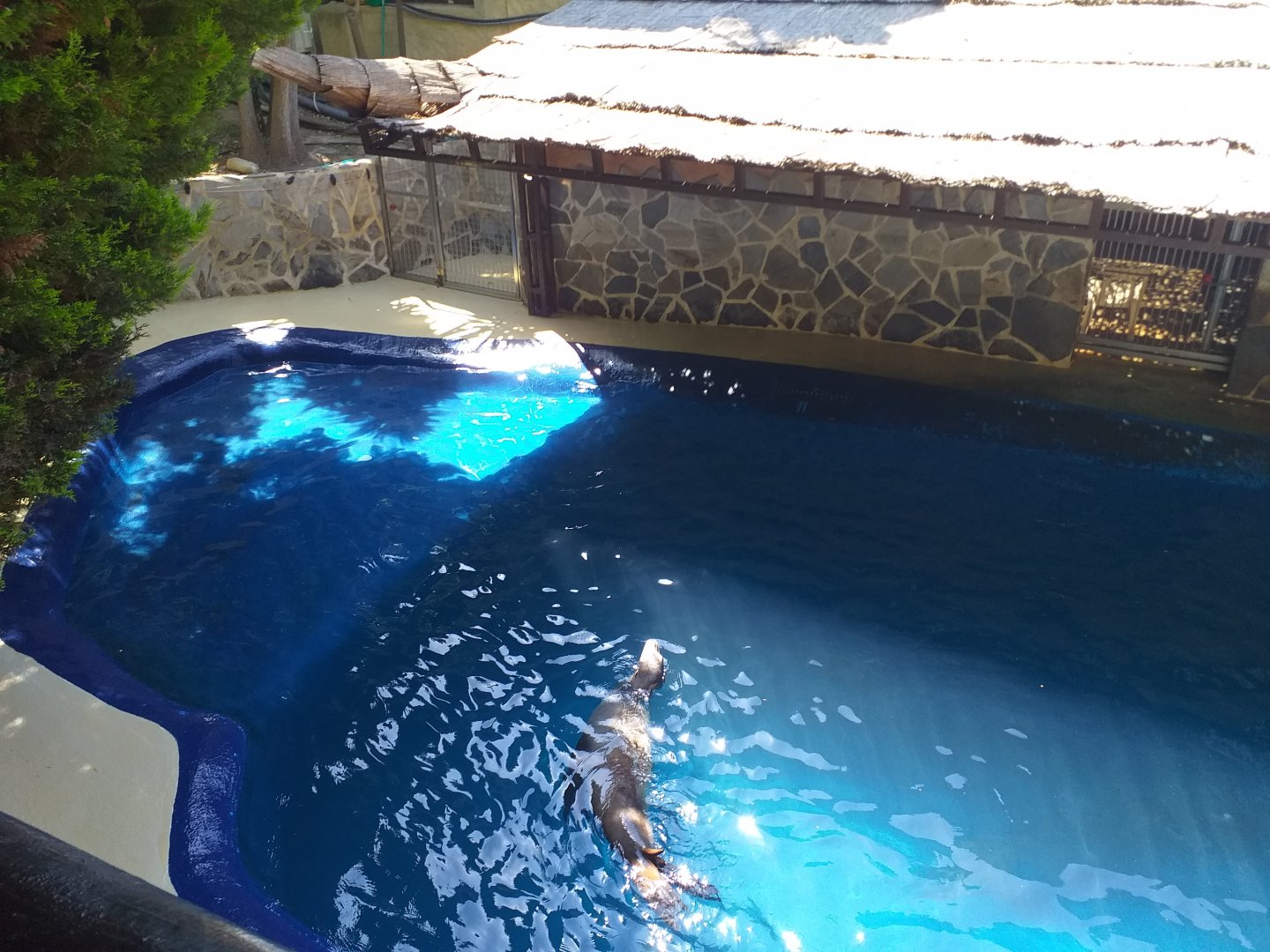 California sea lion second exhibit -MundoMar Benidorm (2021)