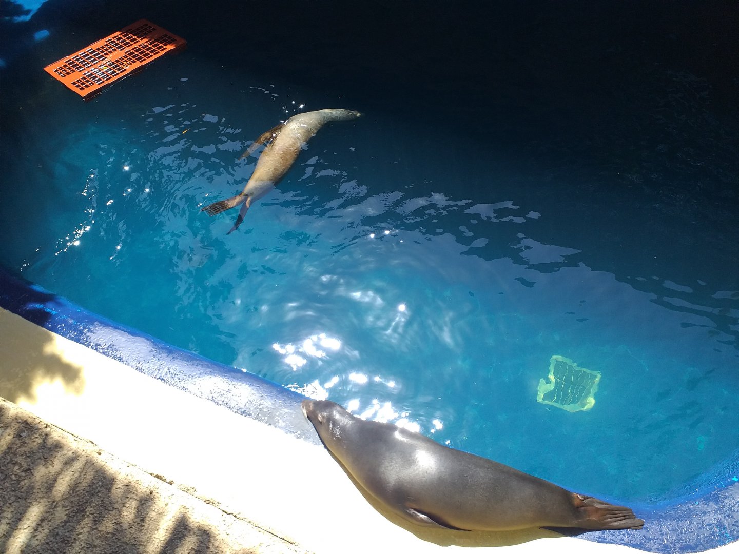 California sea lion second exhibit -MundoMar Benidorm (2021)