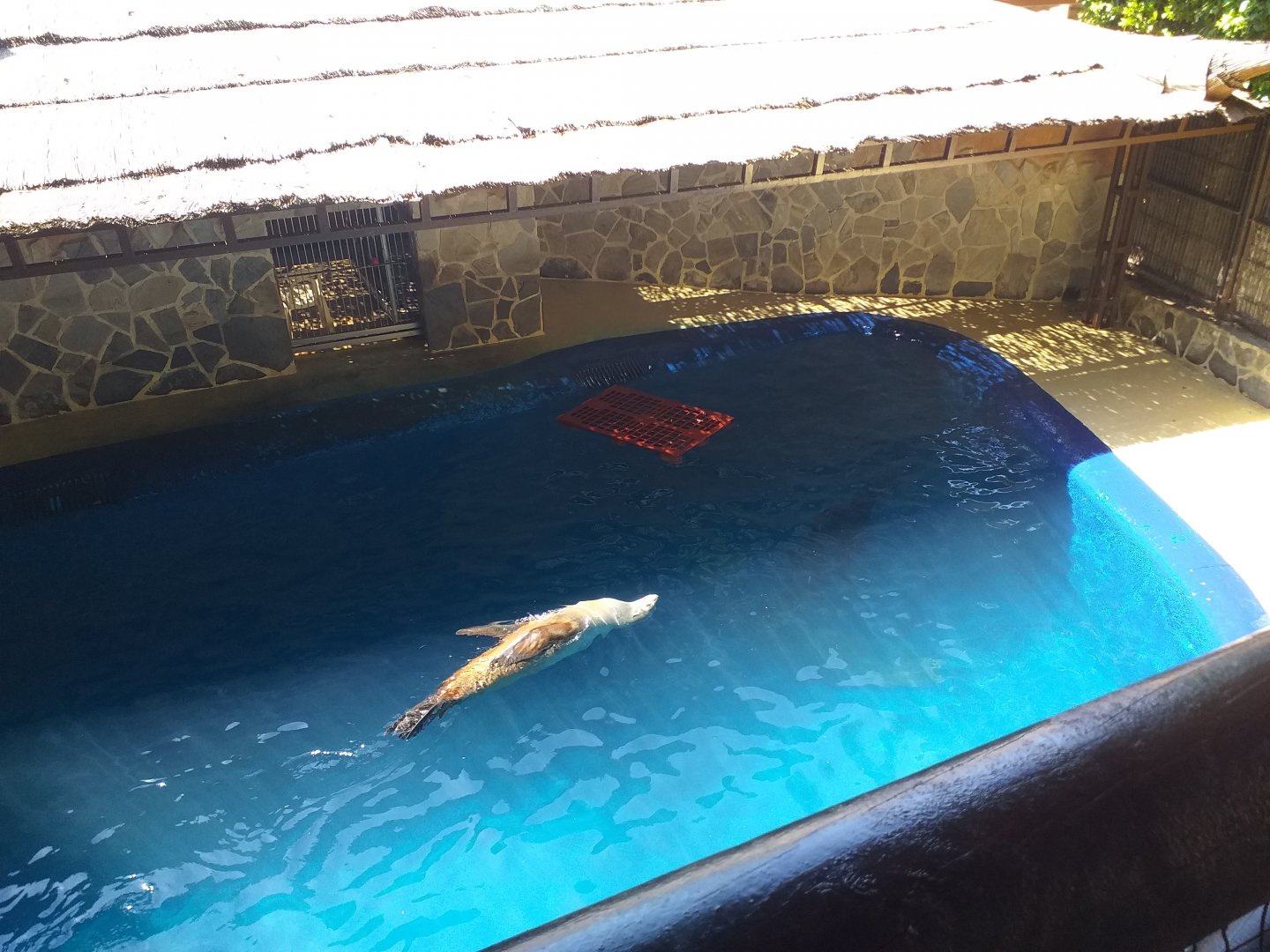 California sea lion second exhibit -MundoMar Benidorm (2021)