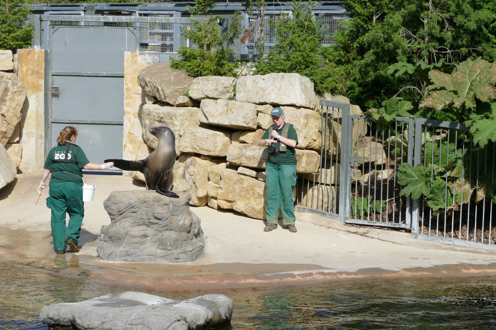 California sea lion, September 2018