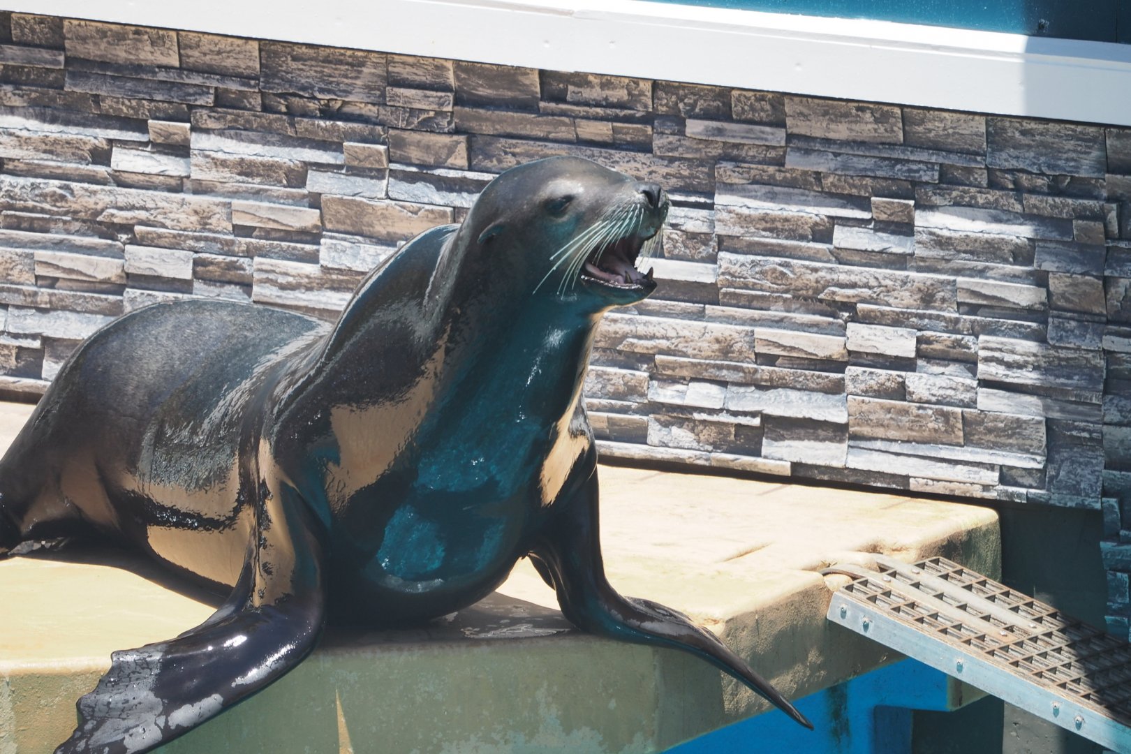 California sea lion "Seymour"