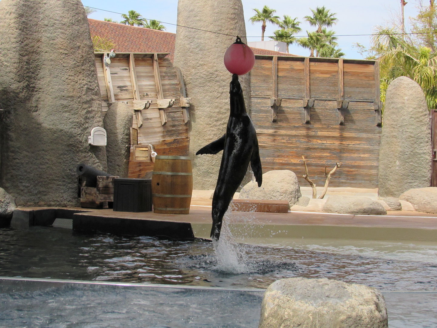 California Sea Lion Show - 3/6/23