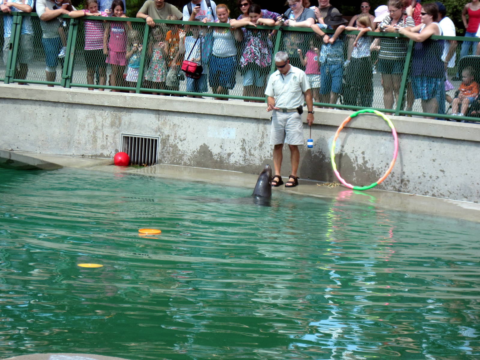 California Sea Lion Show