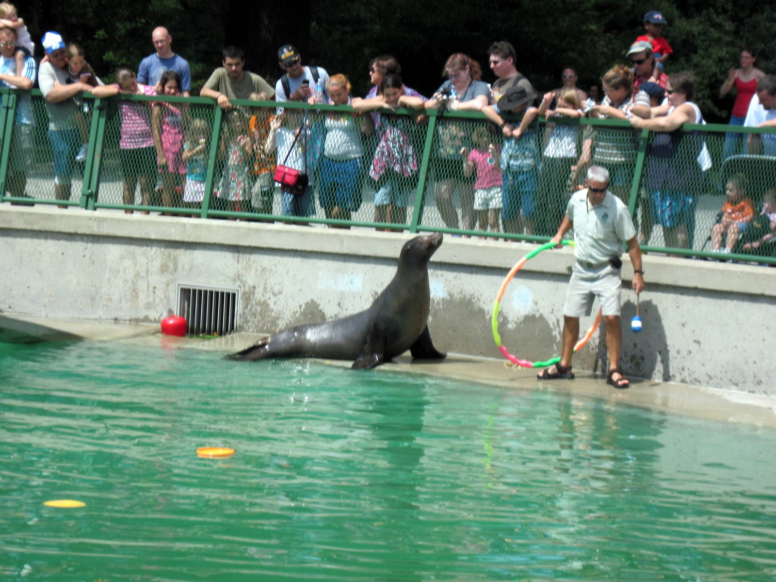 California Sea Lion Show