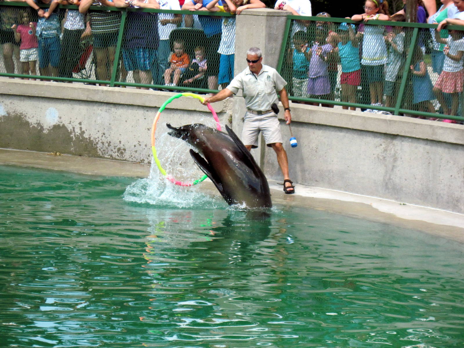 California Sea Lion Show