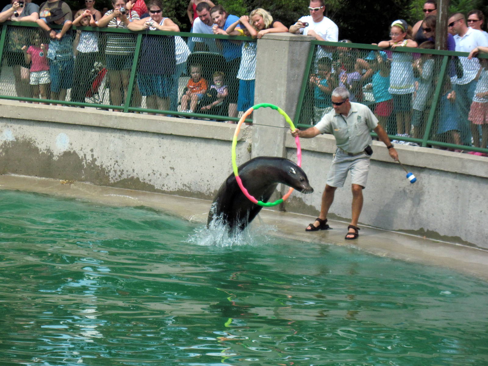 California Sea Lion Show
