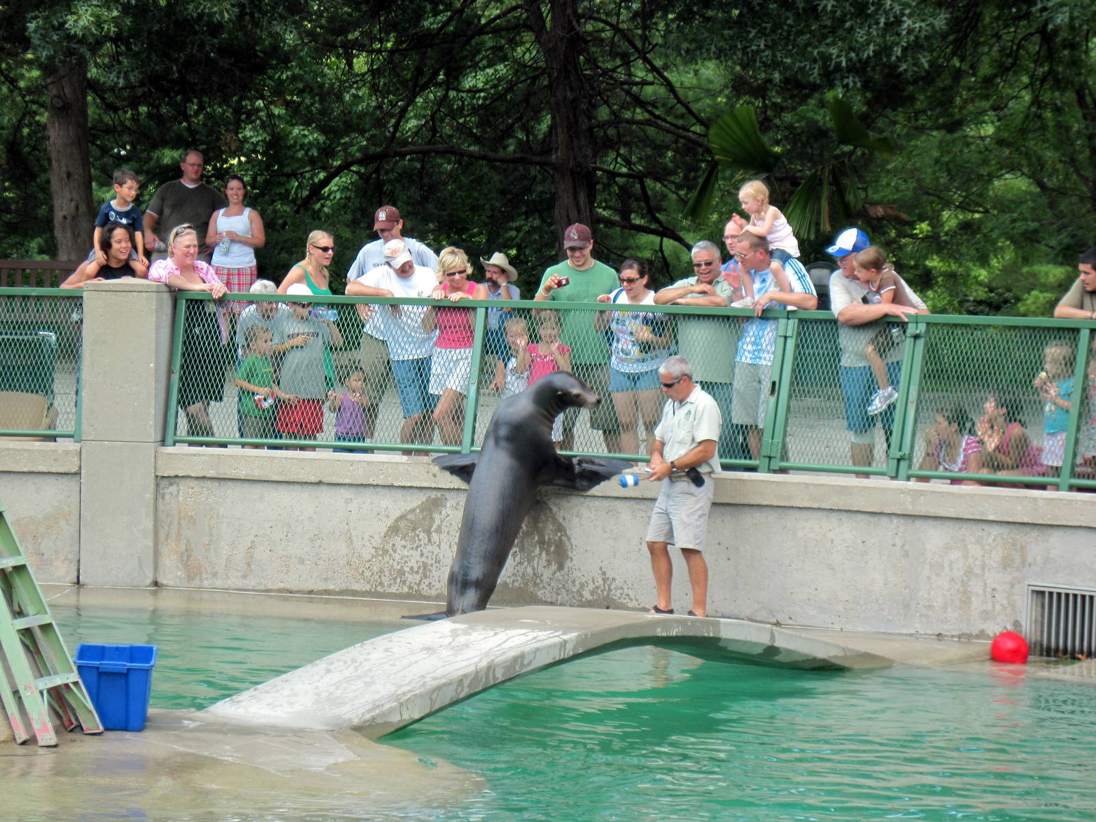 California Sea Lion Show