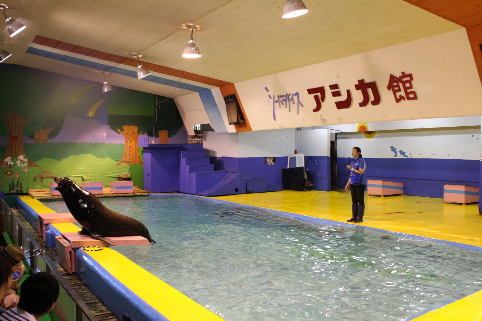 California sea lion show