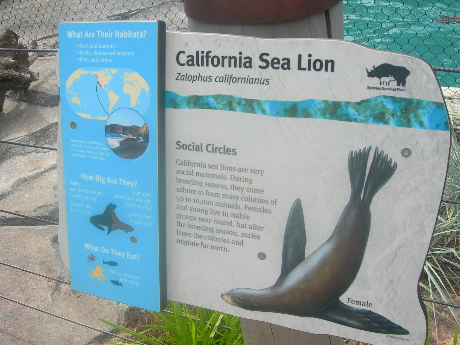 California Sea Lion Sign