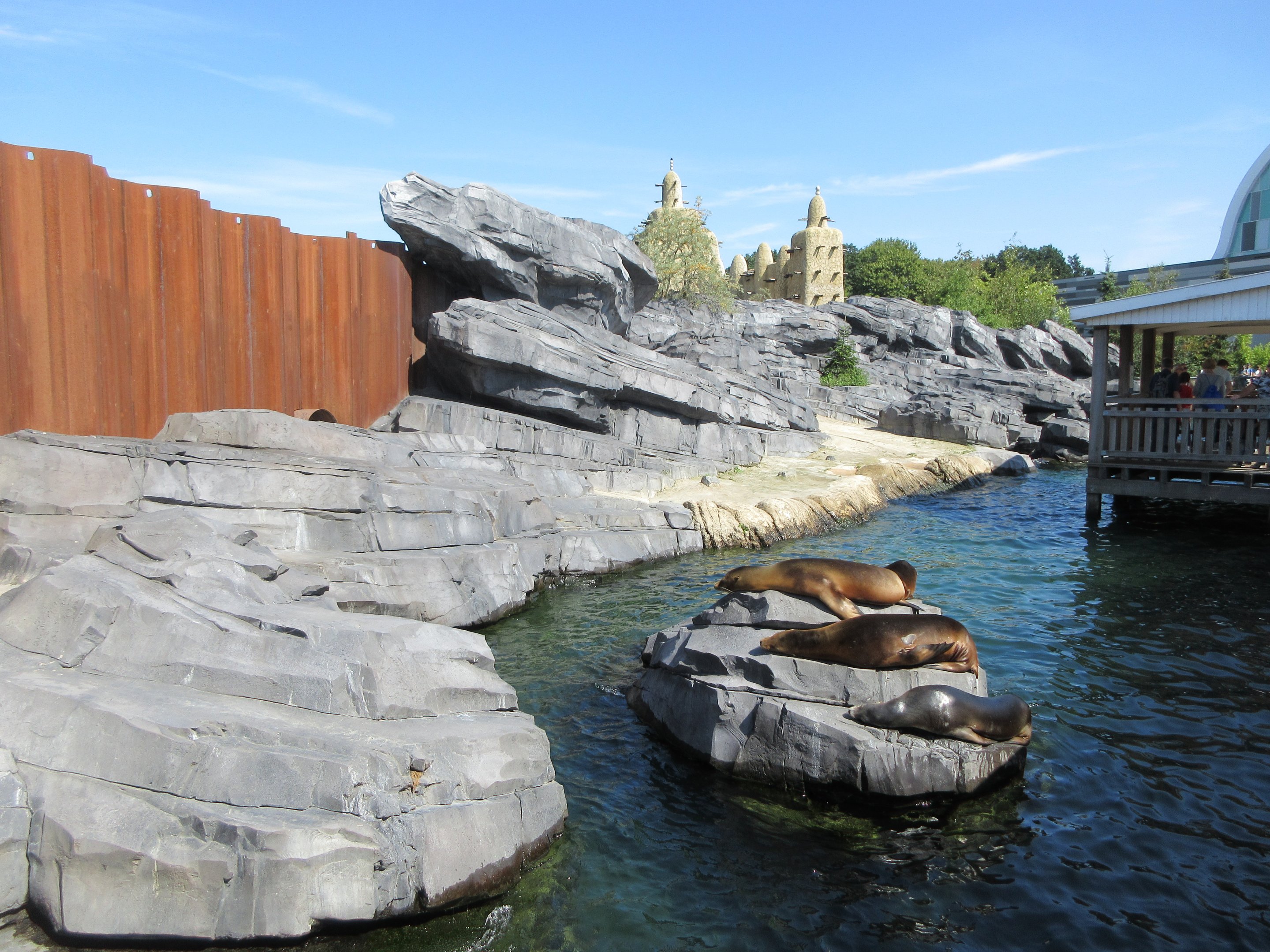 California Sea Lion/South American Fur Seal Exhibit