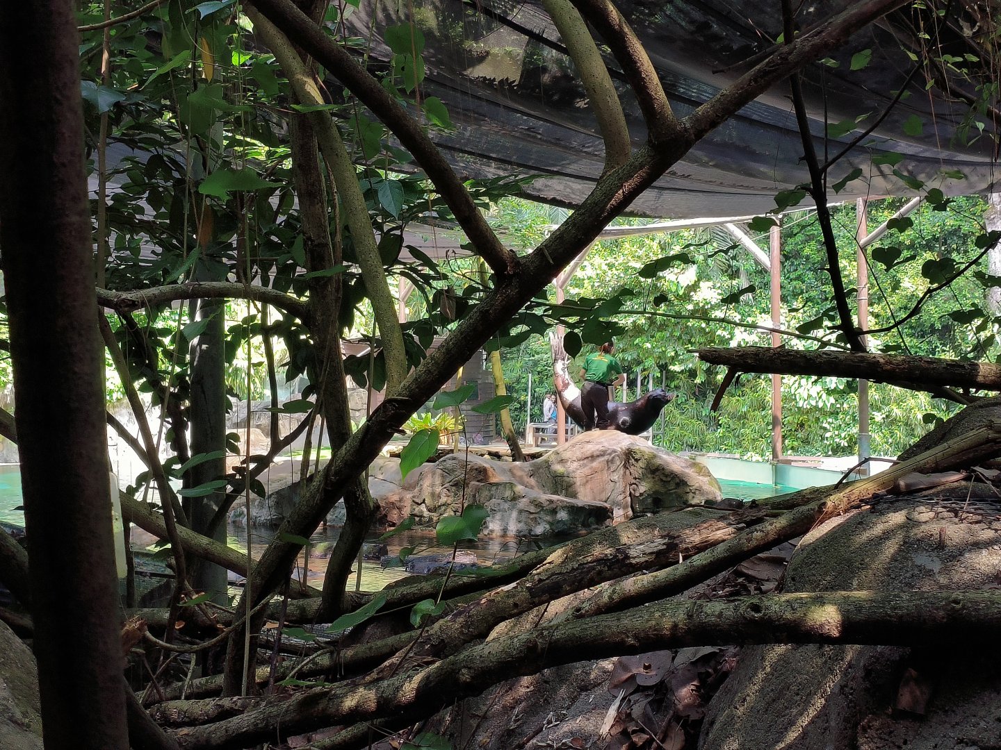 California Sea Lion Training