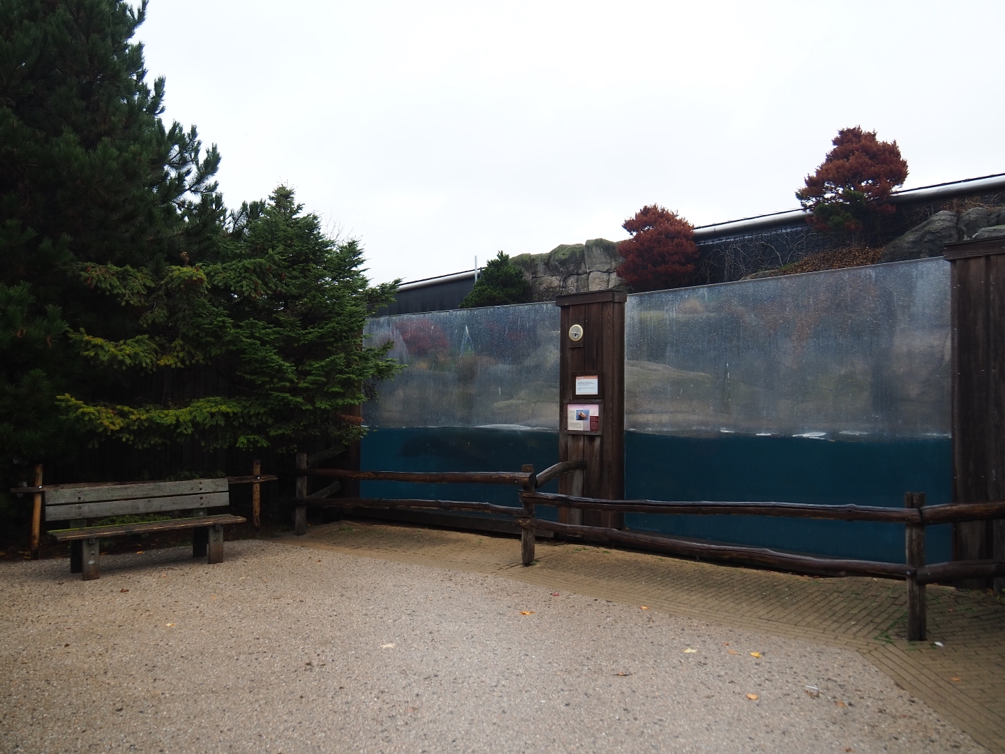 California sea lion underwater viewing area (Nov 10th, 2018)