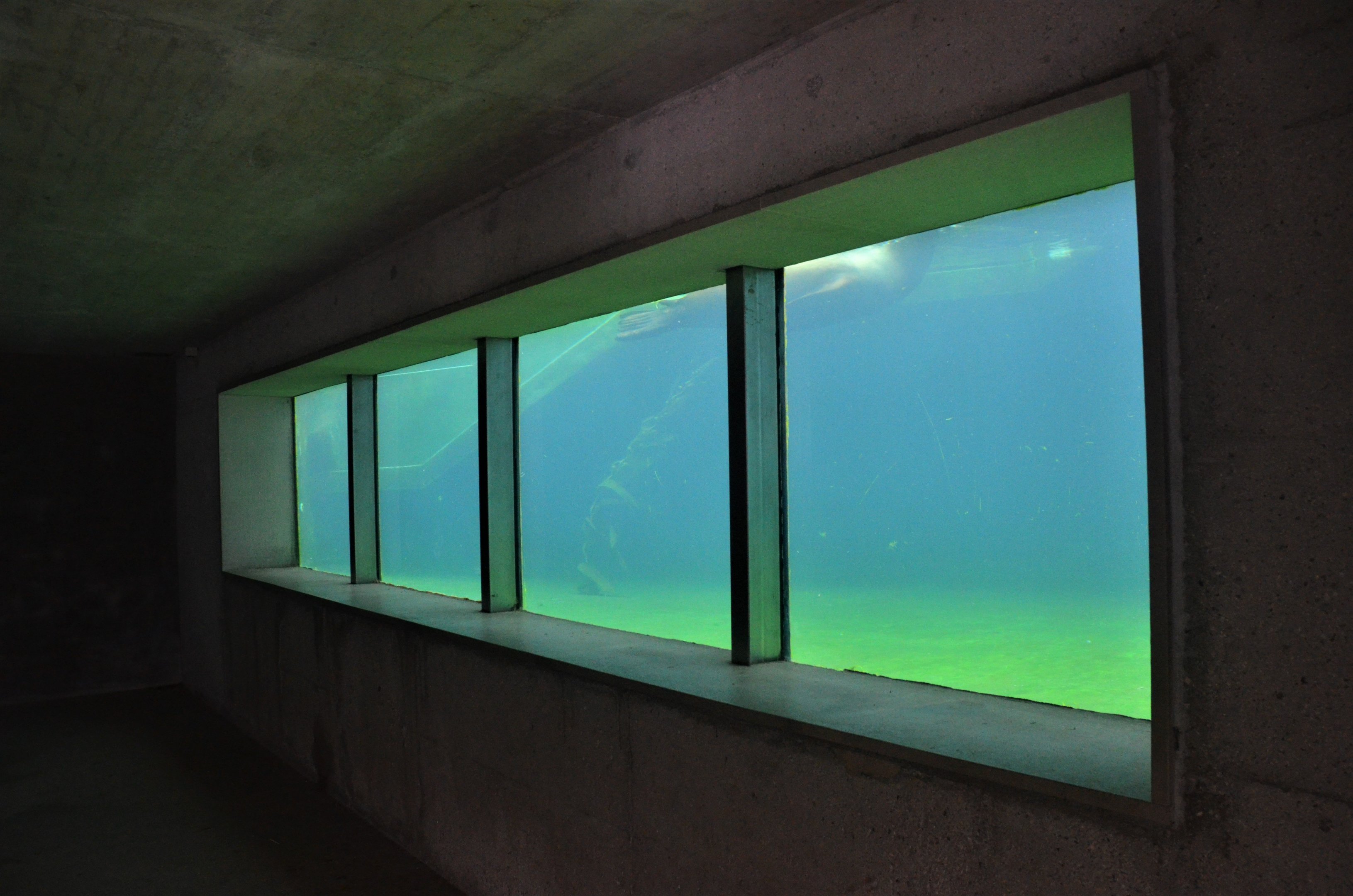 California Sea Lion Underwater Viewing at Ljubljana Zoo, 07/03/18