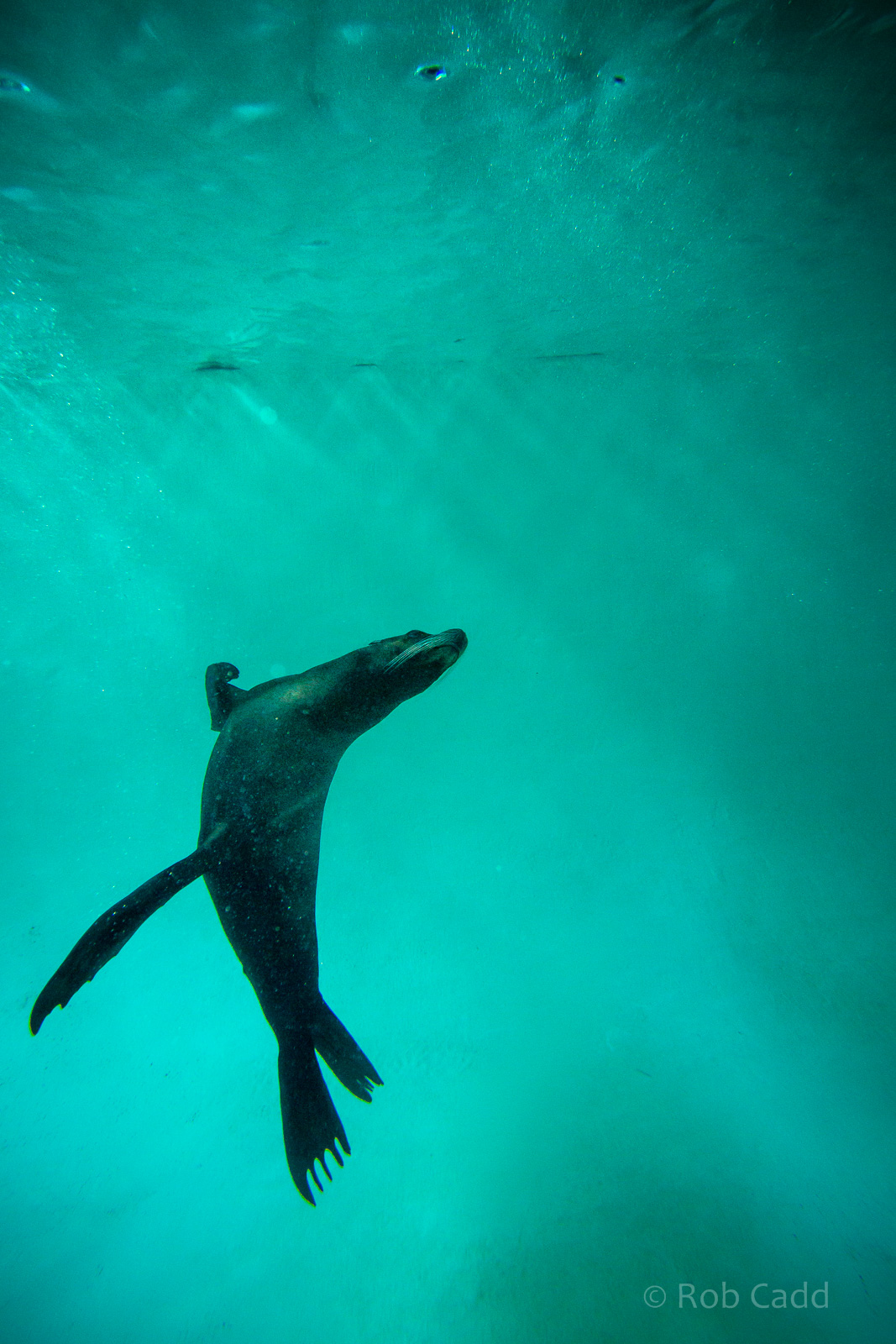 California sea lion (underwater) : Whipsnade : 05 Jul 2014