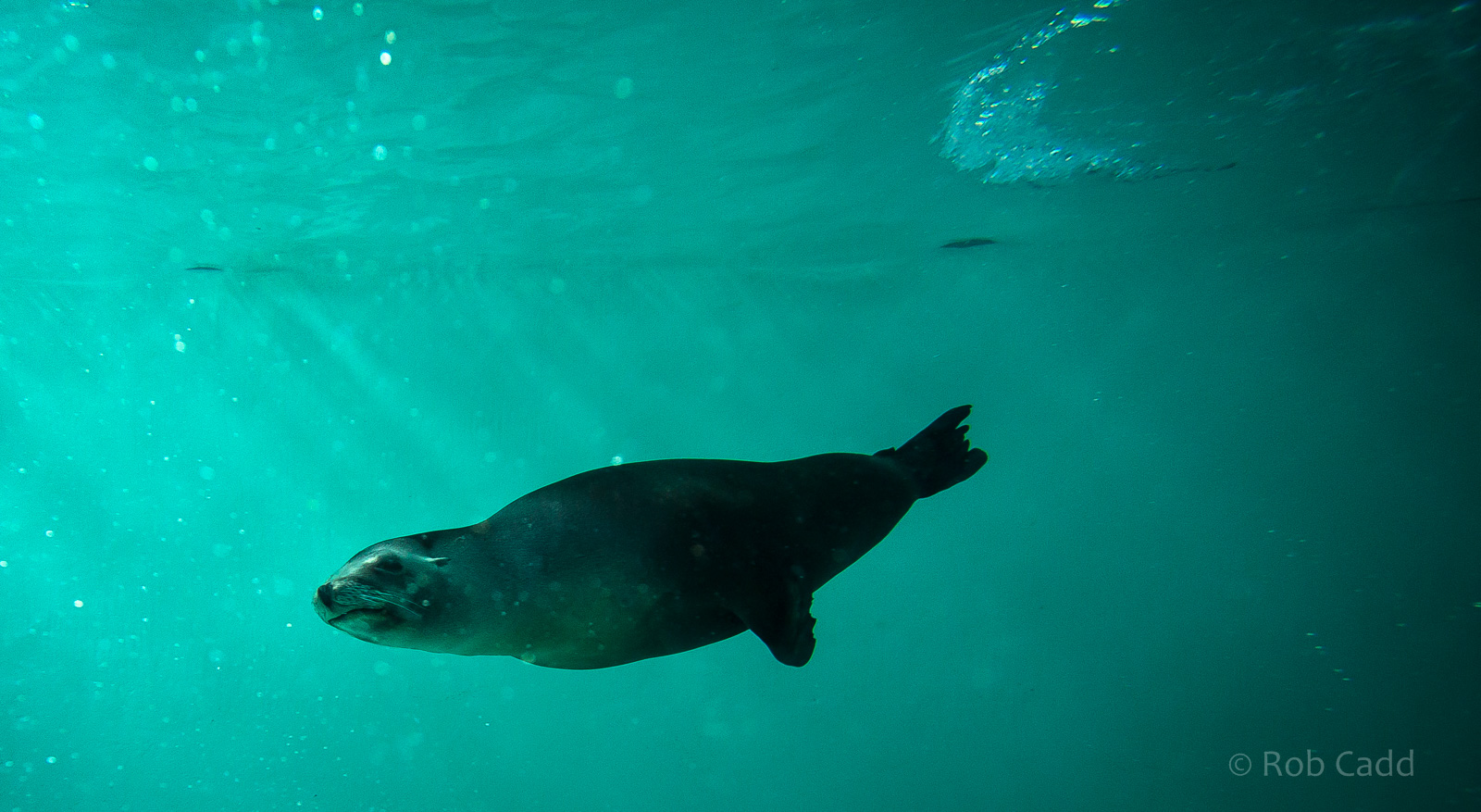 California sea lion (underwater) : Whipsnade : 05 Jul 2014