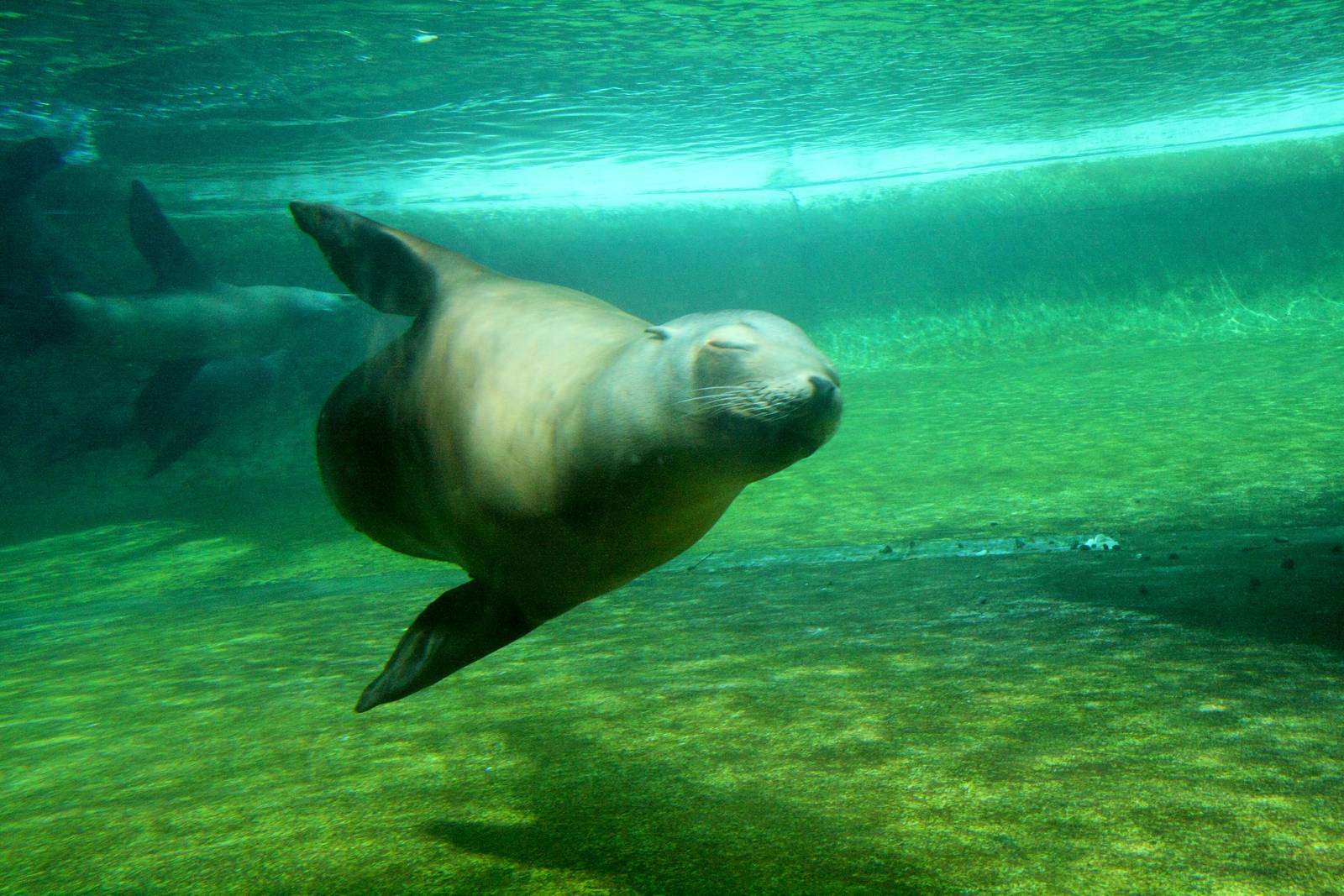 California Sea Lion Underwater