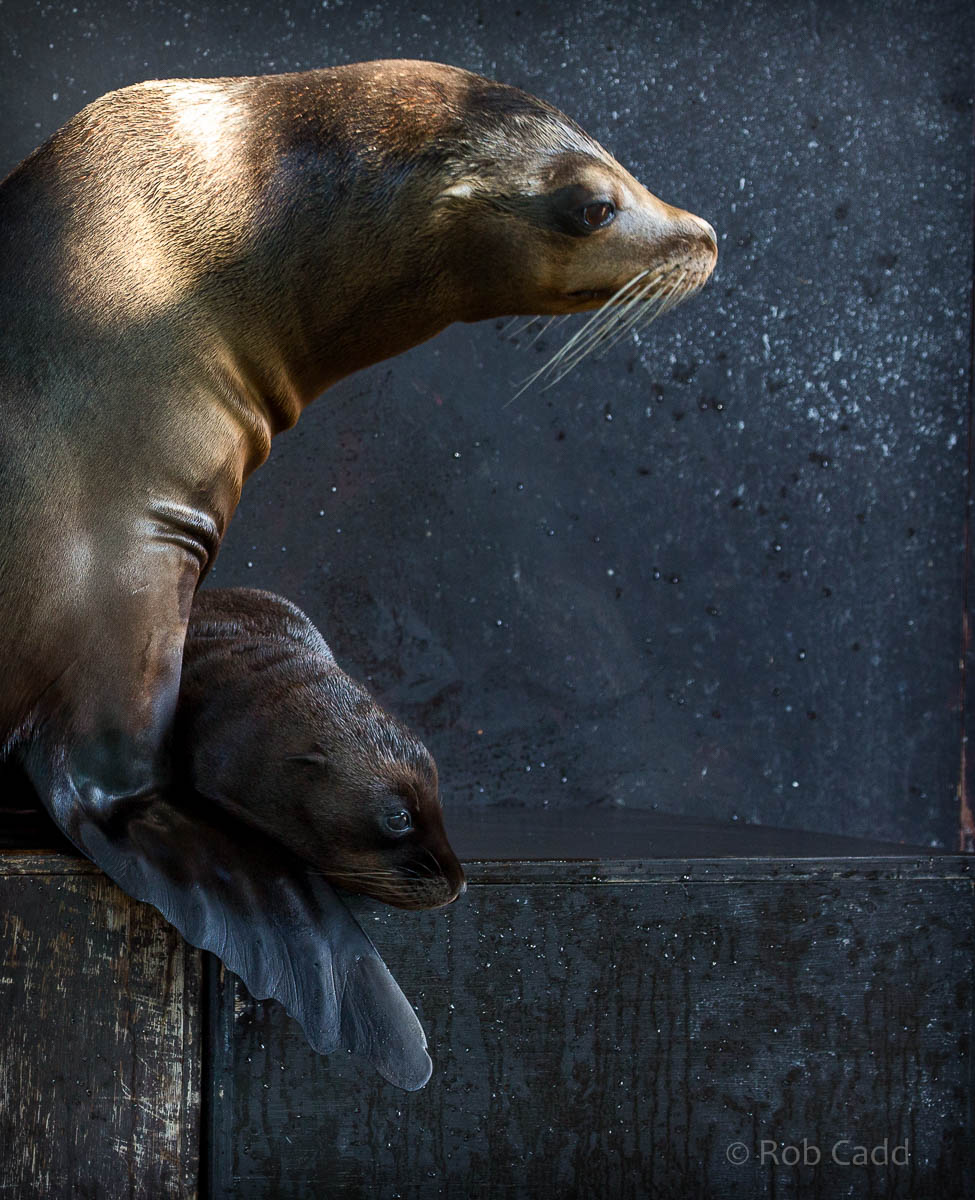 California sea lion : Whipsnade : 02 Aug 2015