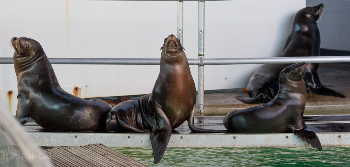 California sea lion : Whipsnade : 06 Aug 2016