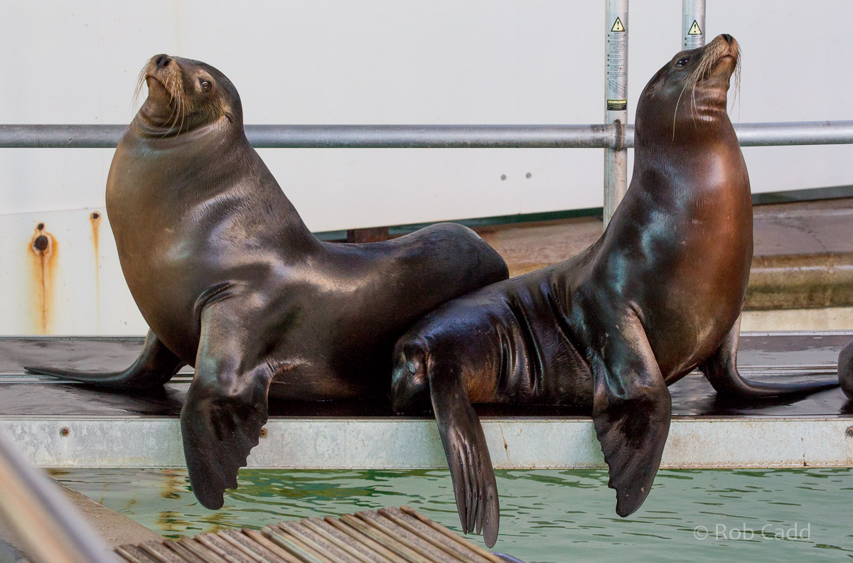 California sea lion : Whipsnade : 06 Aug 2016