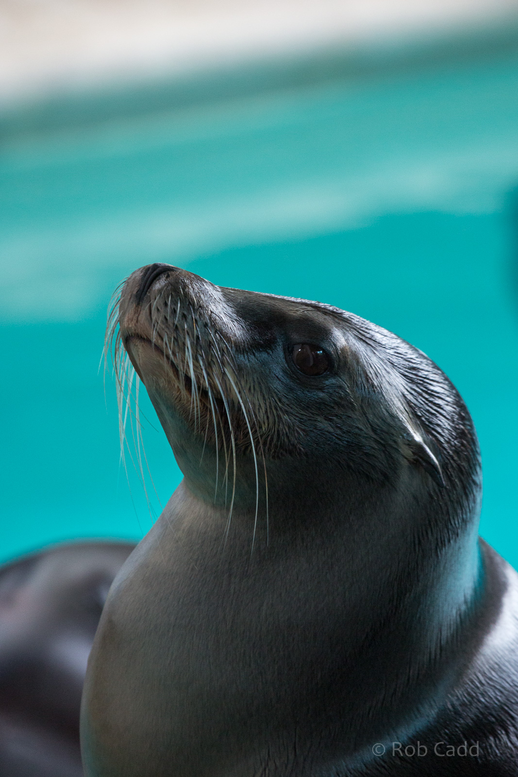 California sea lion : Whipsnade : 11 Jul 2014