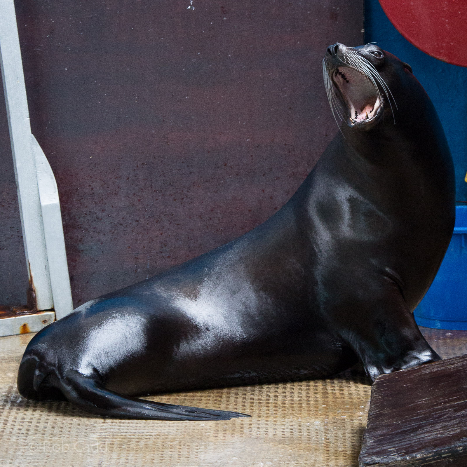 California sea lion : Whipsnade : 29 Jun 2014