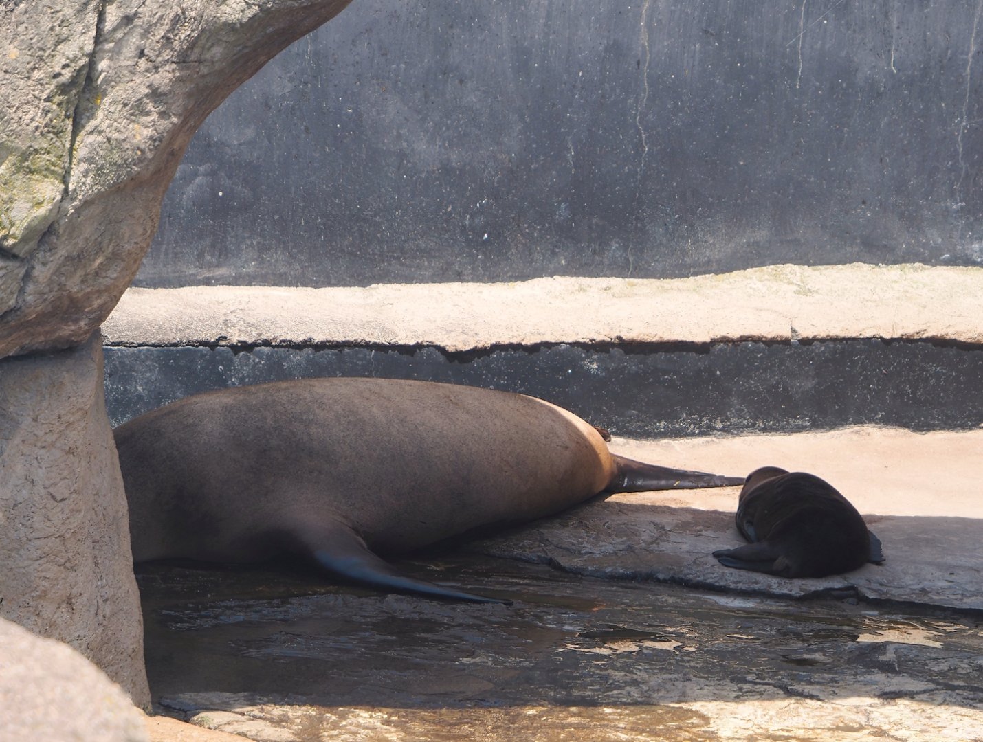 California sea lion with pup (Zalophus californianus), 2024-06-30