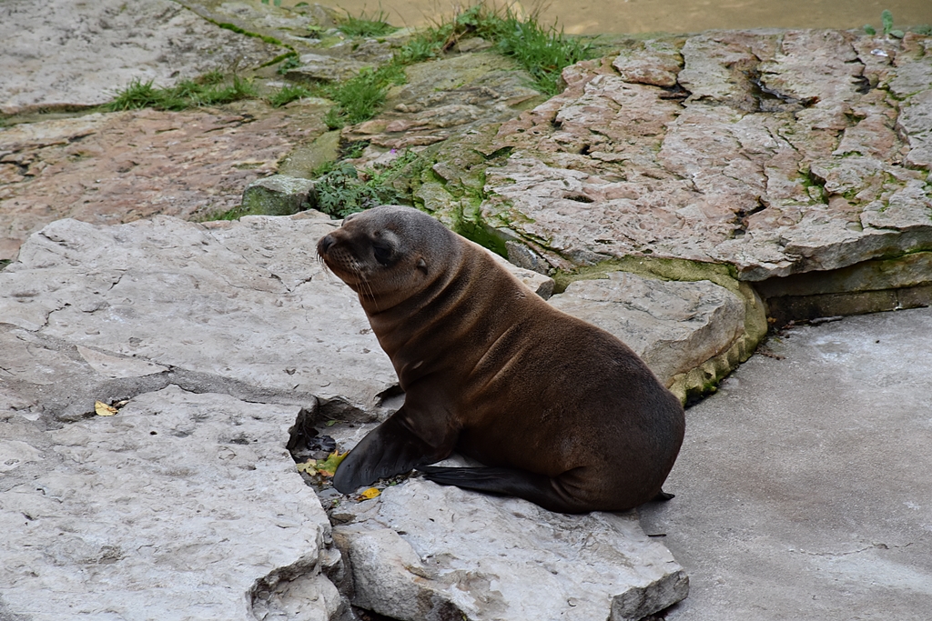 California sea lion (young)